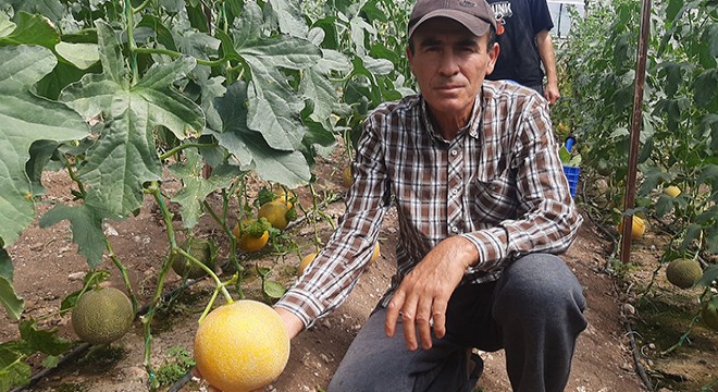 'Bu mevsimde olmaz' diyenlere aldırmadı, kışın serada kavun yetiştirdi