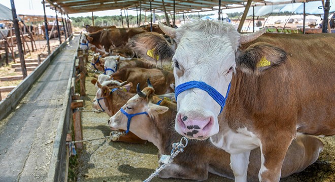 'İnternetten kurbanlık alırken dolandırılmayın'