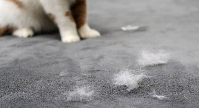 'Kedi tüyü akciğere kaçar' iddiasına uzmanından yanıt