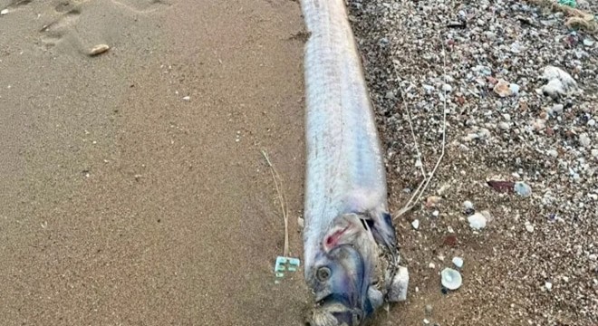 'Kıyamet habercisi' sahile indi