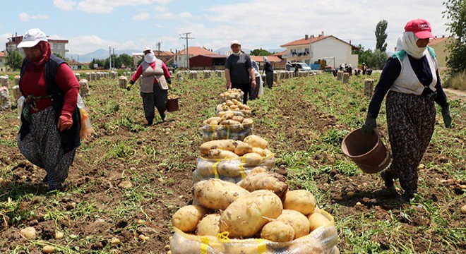 'Sandıklı'da patates üretimi yüzde 30 azaldı'