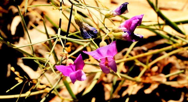 'Tefenni moru' için 11 yıldır koruma bekliyor