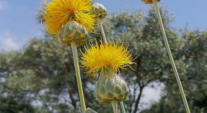 'Tülüşah'ı koparmanın cezası 557 bin TL