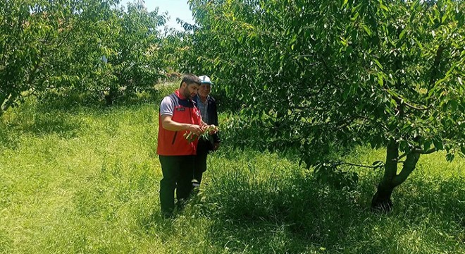 'Yağış kiraz rekoltesini azalttı'