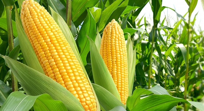 1 milyon ton mısır ithalatı için tarife kontenjanı açıldı