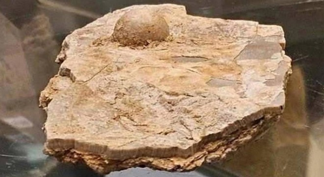100 milyon yıllık fosil inci bulundu