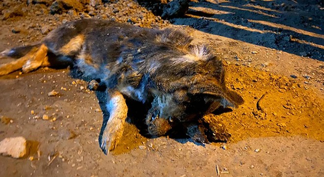 12 hayvanın ölümünde 'zehirlenme' şüphesi