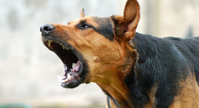 2 yaşındaki Rana, sokak köpeklerinin saldırısında öldü