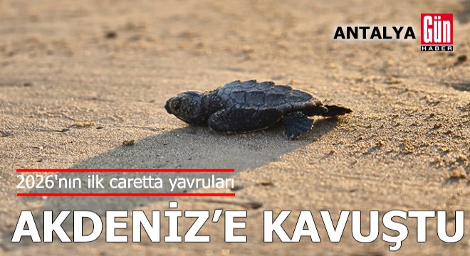 2026'nın ilk caretta yavruları Akdeniz'e kavuştu