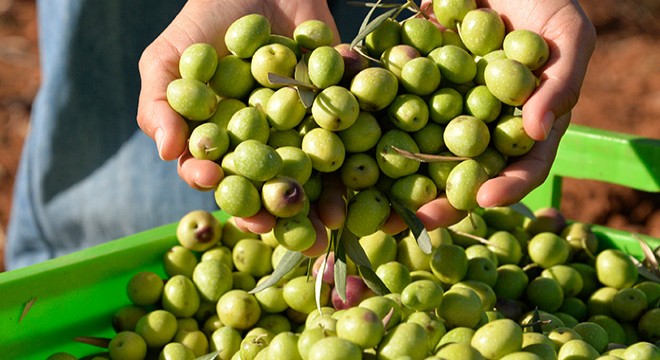 204 milyon ağaçtan 3,6 milyon ton zeytin