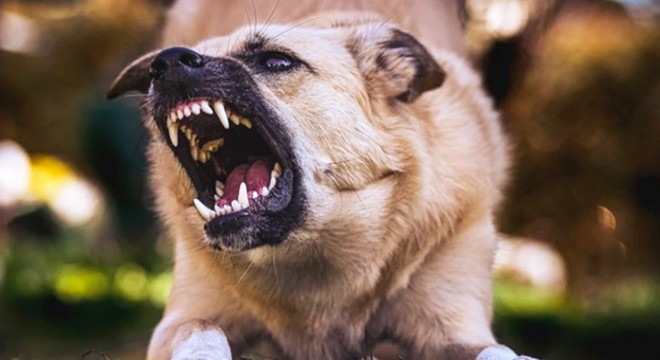 3 kişiyi ısıran köpek kuduz çıktı, mahalle karantinaya alındı