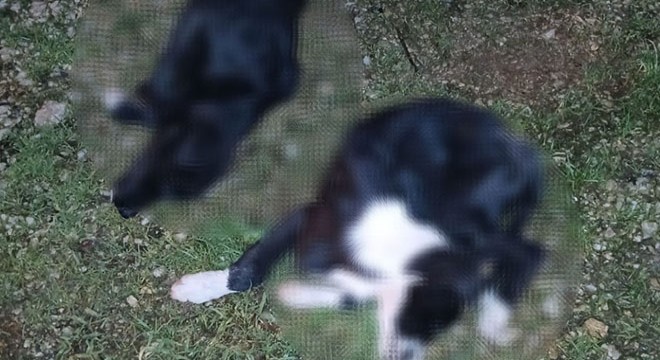 5'i yavru 6 köpek ile 1 kedi zehirlenmiş halde bulundu