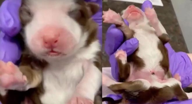 6 ayaklı ve iki kuyruklu doğan köpek görenleri şaşırttı