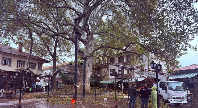 800 yıllık çınara bakım ve rehabilitasyon