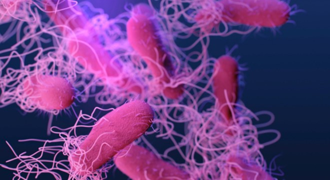 ABD’de salmonella alarmı