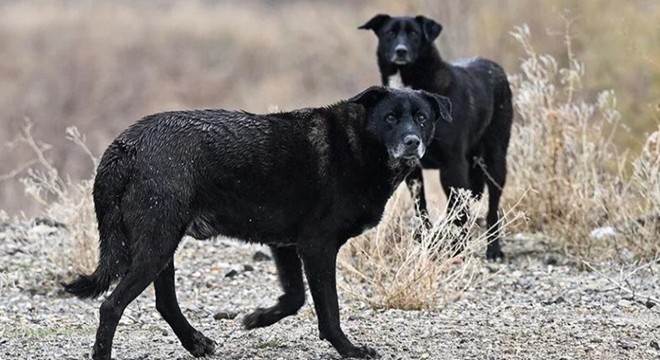 AYM, 'Hayvanları Koruma Kanunu'nun iptali talebini reddetti