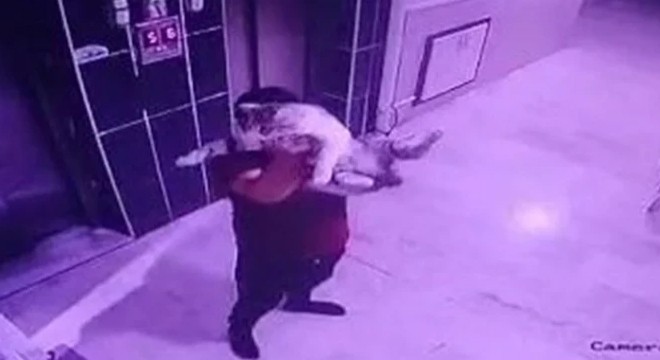 Acımasızlığın bu kadarı: Hamile kediyi yere fırlattı