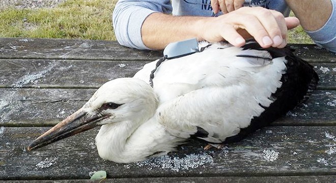 Afrika'ya dönüş yolundaki ‘kayıp leylek’ Emirdağ’da ölü bulundu