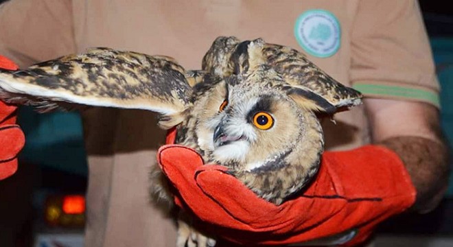 Afyonkarahisar'da geçen yıl 527 yaban hayvanı rehabilite edildi
