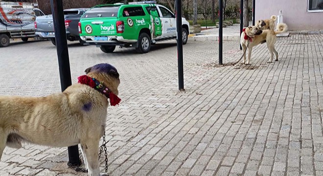 Afyonkarahisar'da köpek dövüşüne 30 gözaltı