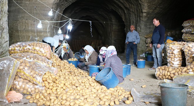 Afyonkarahisar'da patatesler, mağaralarda depolanıyor