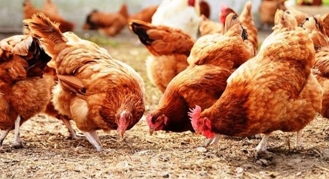 Tavuk çiftliğinde kuş gribi tespit edildi
