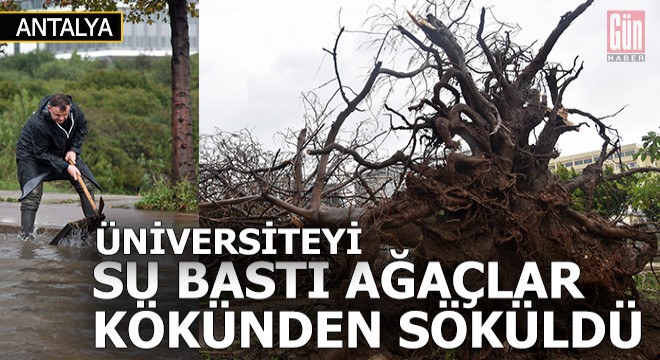 Ağaçlar kökünden söküldü