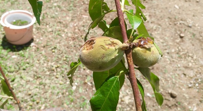 Ağlasun'da dolu zararı