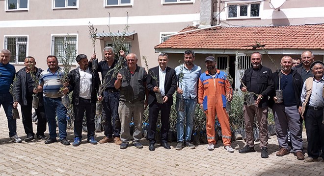 Ağlasun'da zeytin fidanı dağıtıldı