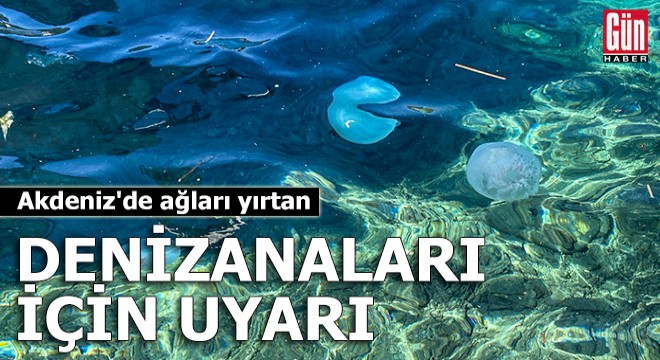Akdeniz'de ağları yırtan denizanaları için uyarı