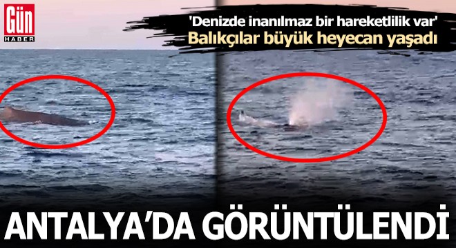 Akdeniz'de amatör balıkçılar görüntüledi