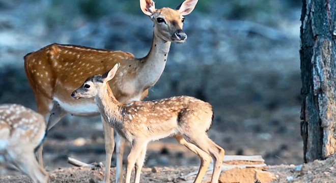 Alageyikte 'tüm zamanların en yüksek yavru sayısı'na ulaşıldı