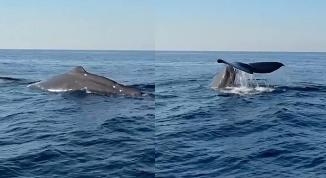 Amatör balıkçı, Antalya'da balina görüntüledi