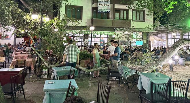 Anıt ağacın dalı düştü: 1 yaralı