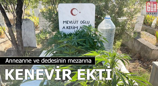 Anneanne ve dedesinin mezarına kenevir ekti