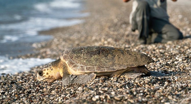Antalya Çıralı'da işletmeler, caretta carettaları sahiplendi