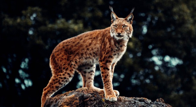 Antalya- Konya yolunda vaşak ölüsü bulundu