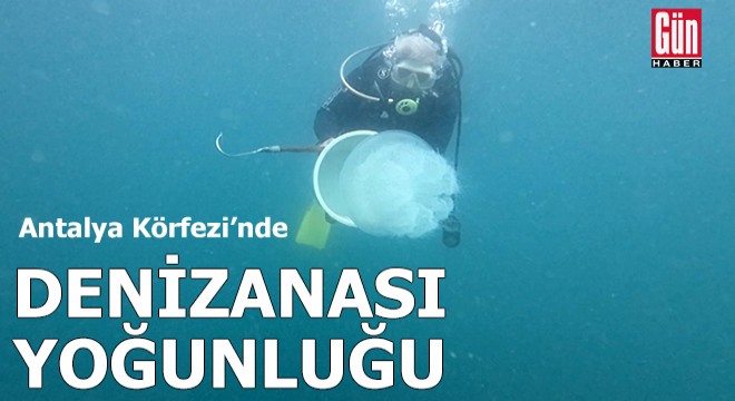 Antalya Körfezi'nde denizanası yoğunluğu