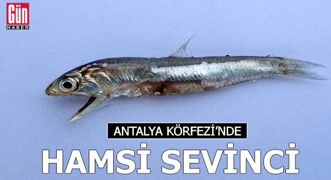 Antalya Körfezi'nde hamsi sevinci