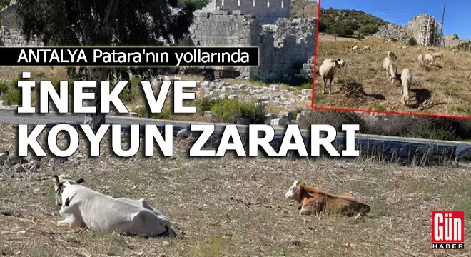 Antalya Patara'nın yollarında inek ve koyun zararı