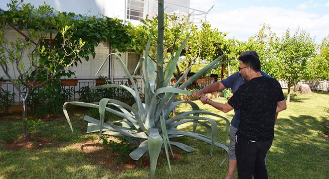 Antalya Serik'te Agave ağacı bulundu