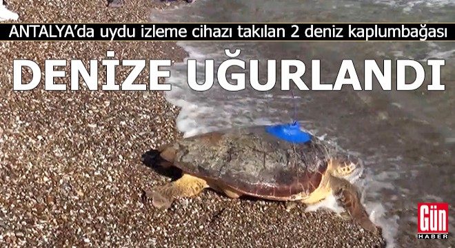 Antalya'da 2 deniz kaplumbağası denize uğurlandı