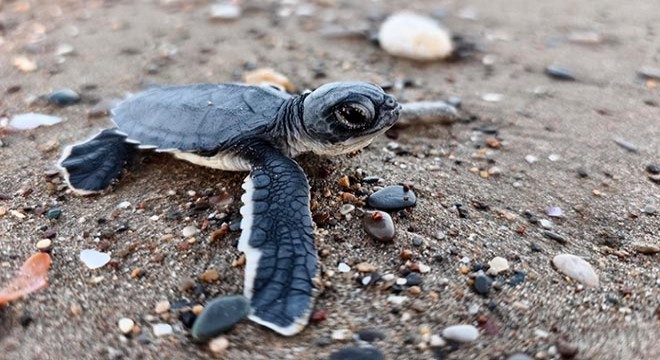 Antalya'da 232 bin yavru carettadan 500'ü hayatta kalabilecek