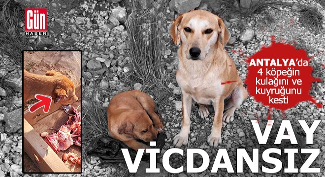 Antalya'da 4 köpeğin kulağını ve kuyruğunu kestiler