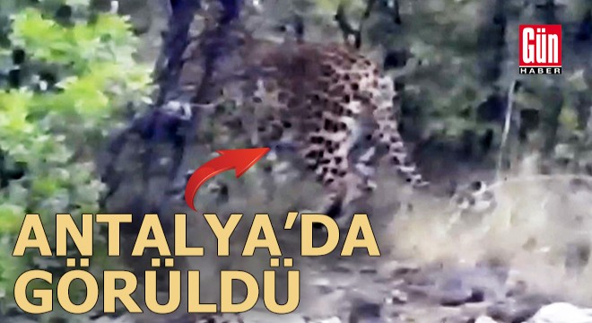 Antalya'da Anadolu parsı görüntülendi