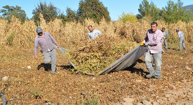Antalya'da Çandır fasulyesinde hasat zamanı