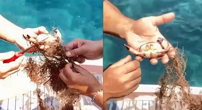 Antalya'da ağa takılan yengeçleri kurtardılar