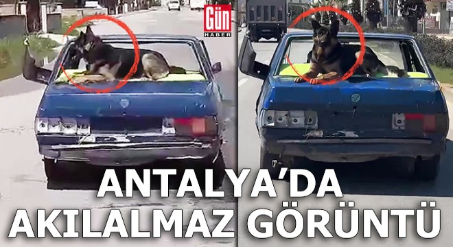 Antalya'da akılalmaz görüntü! Üzerinde köpekle kilometrelerce yol gitti