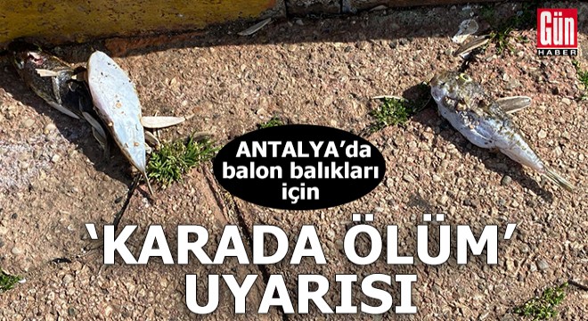 Antalya'da balon balıkları için 'karada ölüm' uyarısı