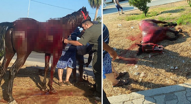 Antalya'da başıboş ata otomobil çarptı: 3 yaralı